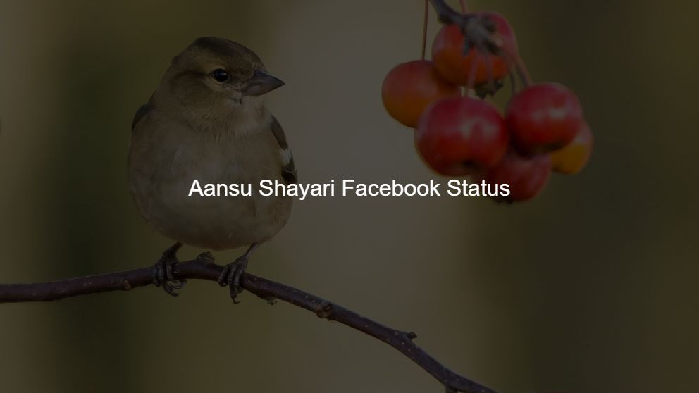 Best 225 Aansu Shayari Facebook Status