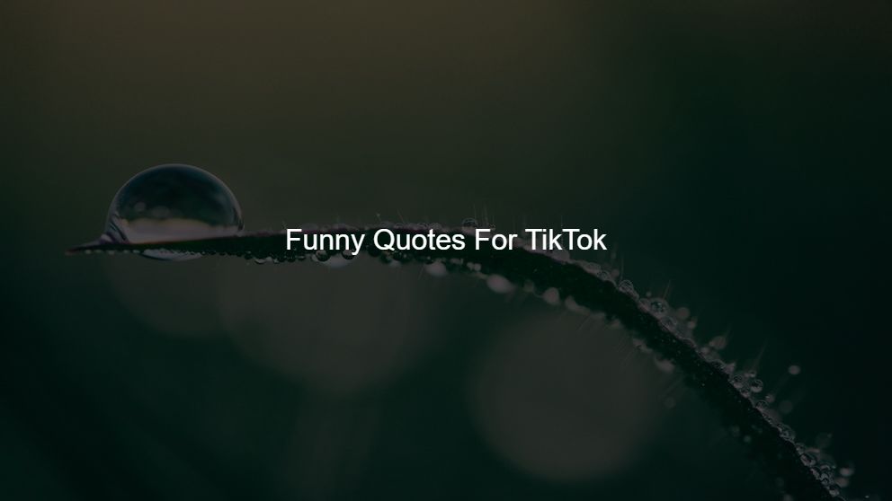 Latest 200 Funny Quotes For TikTok