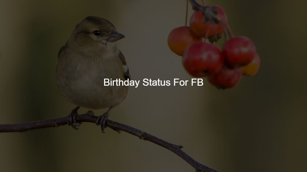 happy birthday status for friend