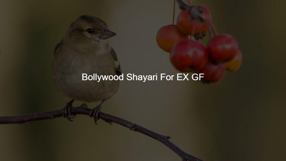 Top 475 Bollywood Shayari For EX GF